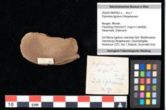 Foto (Objekt + Etikett) von Xylomites lignitum Ettingshausen (NHMW-GEO-2024-0188-0052a)